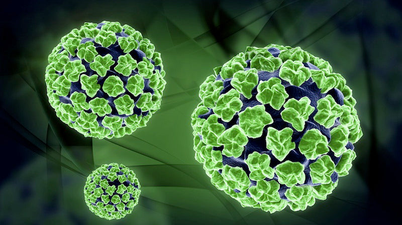 Human Papillomavirus