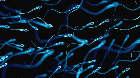Difference between sperm and semen?
