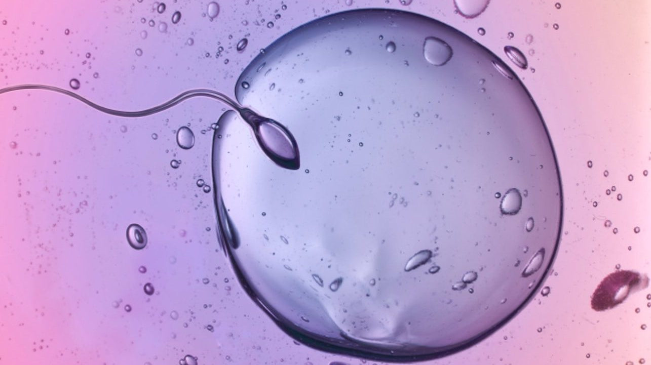 The Difference between Sperm and Semen