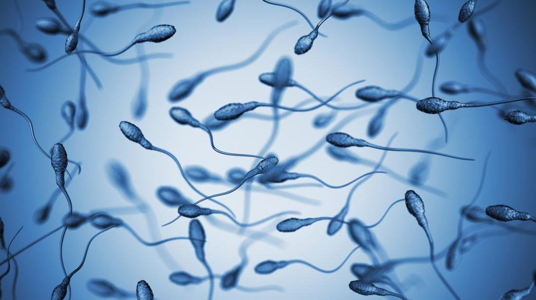 What sex are sperm