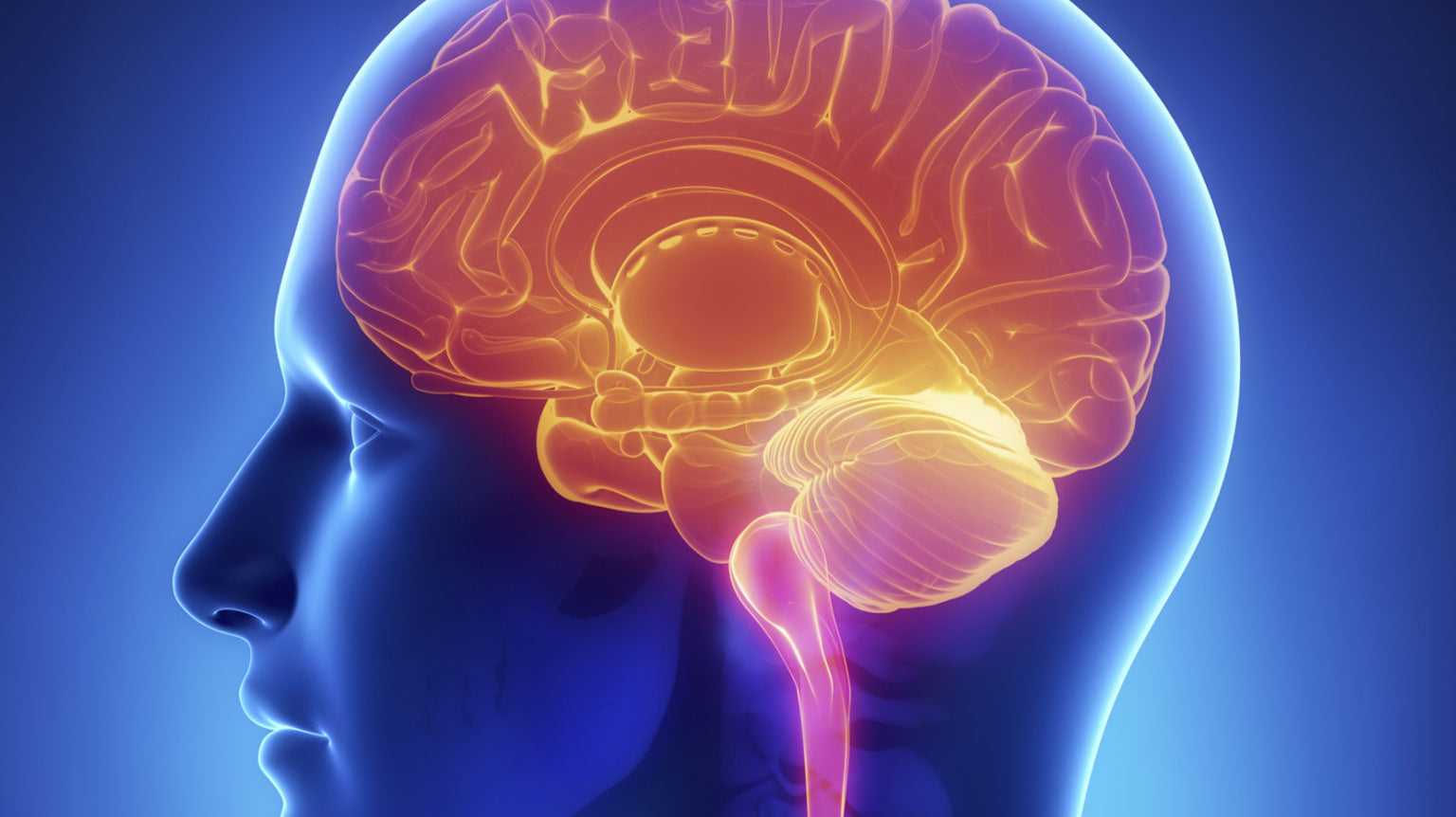 Link between testosterone and brain health