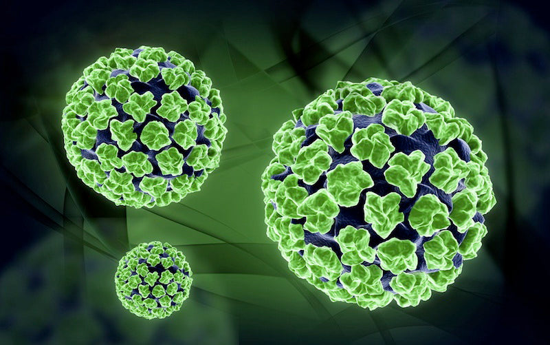 Human Papillomavirus