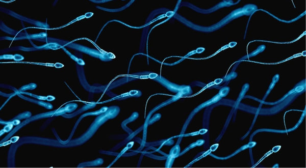 Difference between sperm and semen?