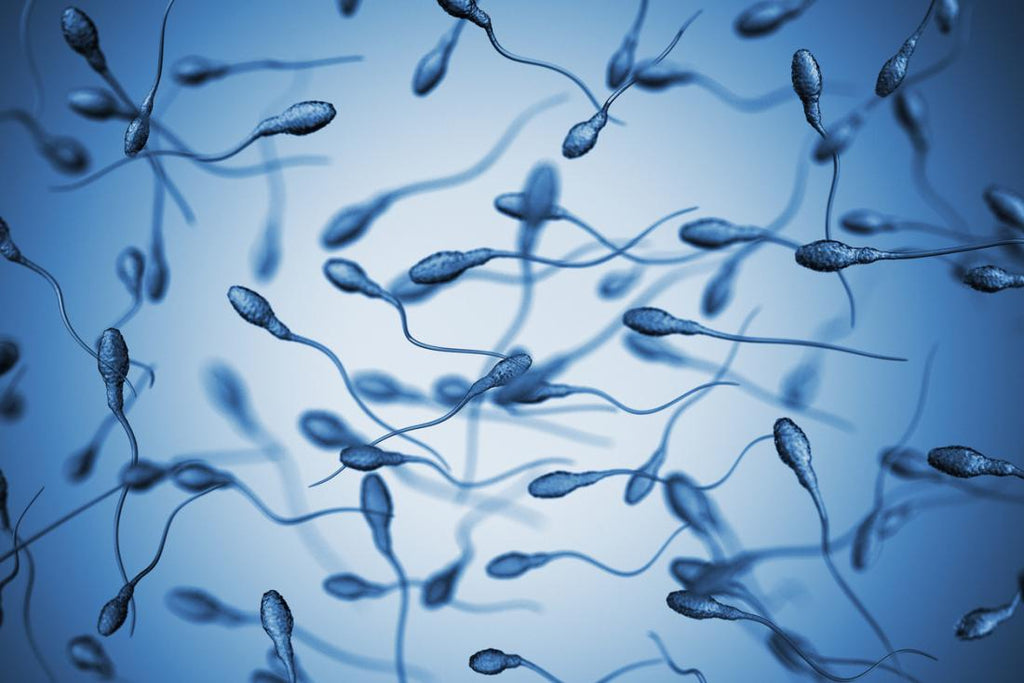 What sex are sperm
