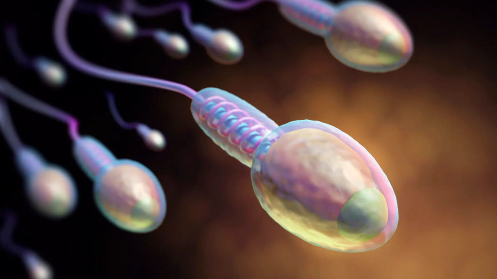 What you need to know about sperm cells, semen, and nutrients