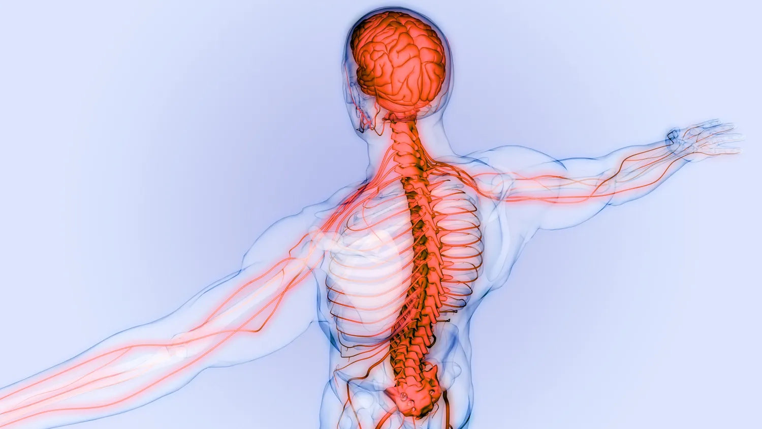 peripheral nervous system